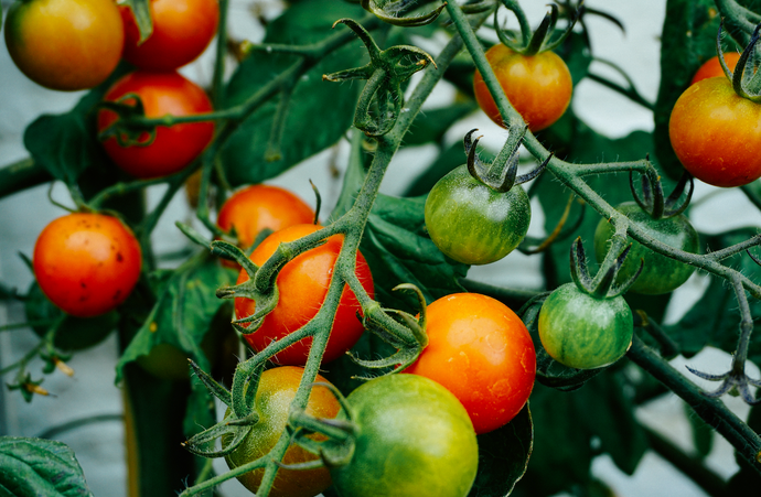 A Beginner's Guide to Creating a Thriving Garden: Tips and Tricks for Homesteading and Regenerative Gardening