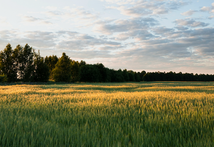 What is Regenerative Farming?