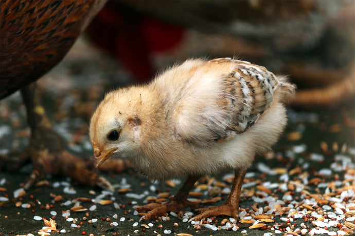 The Beginners Guide to Raising Chickens