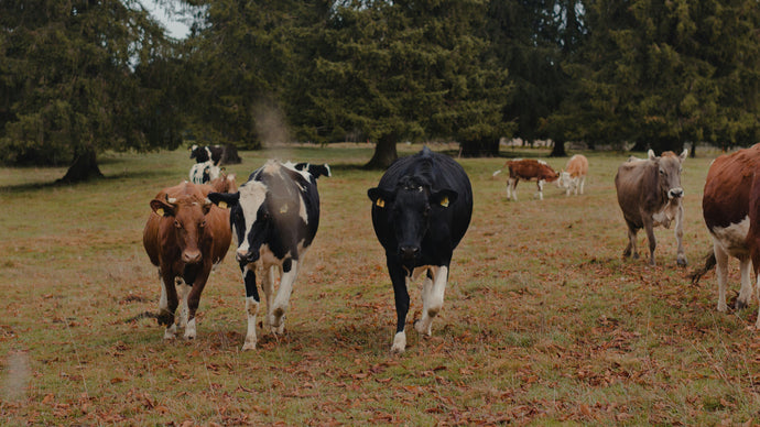 The Difference Between Grass-Fed and Grain-Fed Beef