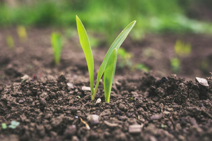 The Crucial Role of Soil Health in Regenerative Agriculture
