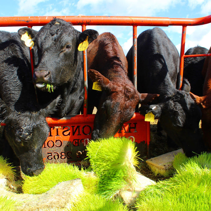 Sprouted Barley and Finishing Cattle